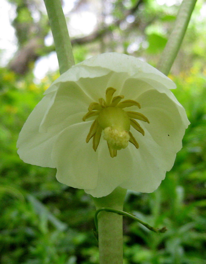 Podophyllum peltatum - Click Image to Close